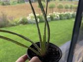 Aloe vera vaistinio augalo mažyliai - nuotraukos Nr. 2