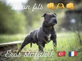 Stafordsyro bulterjerai - nuotraukos Nr. 6