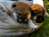 Shiba - nuotraukos Nr. 2