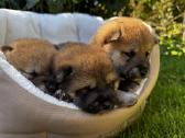 Shiba - nuotraukos Nr. 3