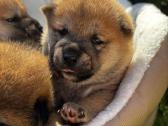 Shiba - nuotraukos Nr. 4