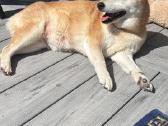 Shiba - nuotraukos Nr. 5