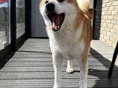 Shiba - nuotraukos Nr. 6