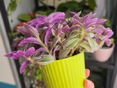 Tradescantia fluminensis sweetness - nuotraukos Nr. 2