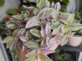 Tradescantia fluminensis sweetness - nuotraukos Nr. 3