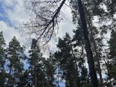 Pavojingų medžių pjovimas / genėjimo darbai - nuotraukos Nr. 3
