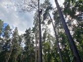 Pavojingų ir išvirtusių medžių pjovimas – greitai - nuotraukos Nr. 4
