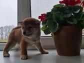 Šiba -inu šuniukai - nuotraukos Nr. 7