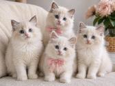 Ragdoll kačiukai (Skudurinės lėlės) Regdolai - nuotraukos Nr. 2