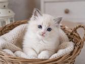 Ragdoll kačiukai (Skudurinės lėlės) Regdolai - nuotraukos Nr. 5