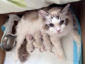 Ragdoll kačiukai (Skudurinės lėlės) Regdolai - nuotraukos Nr. 6