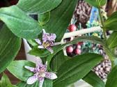 Lauko orchidėja - nuotraukos Nr. 3