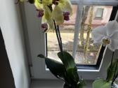 Orchidėjos - nuotraukos Nr. 2