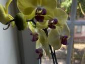 Orchidėjos - nuotraukos Nr. 3