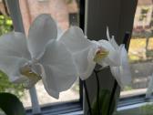 Orchidėjos - nuotraukos Nr. 4