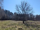 2.1 ha sklypas - nuotraukos Nr. 10