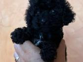 Mini teacup pudeliukai 4mėn. su kilmės dokumentais - nuotraukos Nr. 5