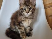 Mainecoon female - nuotraukos Nr. 2
