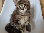 Mainecoon female - nuotraukos Nr. 3