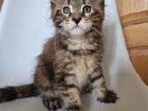 Mainecoon female - nuotraukos Nr. 4