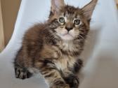 Mainecoon female - nuotraukos Nr. 5
