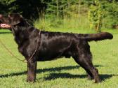 Labradoro retriveris reproduktorius - nuotraukos Nr. 2