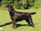 Labradoro retriveris reproduktorius - nuotraukos Nr. 4