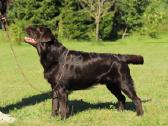 Labradoro retriveris reproduktorius - nuotraukos Nr. 5
