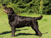 Labradoro retriveris reproduktorius - nuotraukos Nr. 7