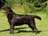 Labradoro retriveris reproduktorius - nuotraukos Nr. 8
