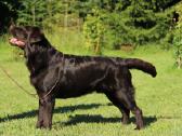 Labradoro retriveris reproduktorius - nuotraukos Nr. 9