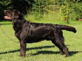 Labradoro retriveris reproduktorius - nuotraukos Nr. 10