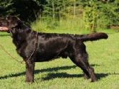 Labradoro retriveris reproduktorius - nuotraukos Nr. 11
