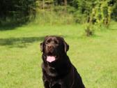 Labradoro retriveris reproduktorius - nuotraukos Nr. 3