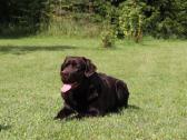 Labradoro retriveris reproduktorius - nuotraukos Nr. 12