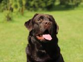 Labradoro retriveris reproduktorius - nuotraukos Nr. 13