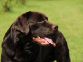 Labradoro retriveris reproduktorius - nuotraukos Nr. 14
