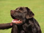 Labradoro retriveris reproduktorius - nuotraukos Nr. 6