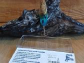 Kolekcinė Vuosiuistin Kuusamon uistin - nuotraukos Nr. 13