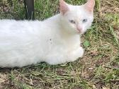 Dovanojama jauna katytė - nuotraukos Nr. 7