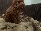 Parduodama išskirtinė red brown toy mini pudelytė - nuotraukos Nr. 2