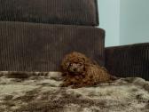 Parduodama išskirtinė red brown toy mini pudelytė - nuotraukos Nr. 3