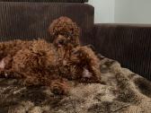 Parduodama išskirtinė red brown toy mini pudelytė - nuotraukos Nr. 5