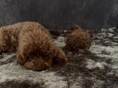 Parduodama išskirtinė red brown toy mini pudelytė - nuotraukos Nr. 6