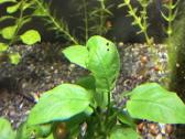 Augalai is akvariumo 50l - nuotraukos Nr. 3