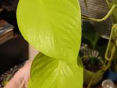 Auksinis skindapas (Epipremnum aureum) Neon - nuotraukos Nr. 2