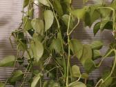 Auksinis skindapas (Epipremnum aureum) Neon - nuotraukos Nr. 3
