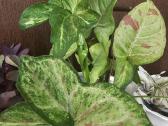 Syngonium conffeti trocolor - nuotraukos Nr. 2