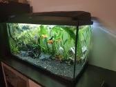 Akvariumas Aquel - nuotraukos Nr. 2