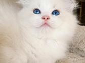 Ragdoll katytė ir katinėlis - nuotraukos Nr. 2
